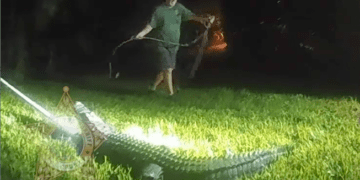 Watch as Florida officials wrangle 8-foot gator from front lawn