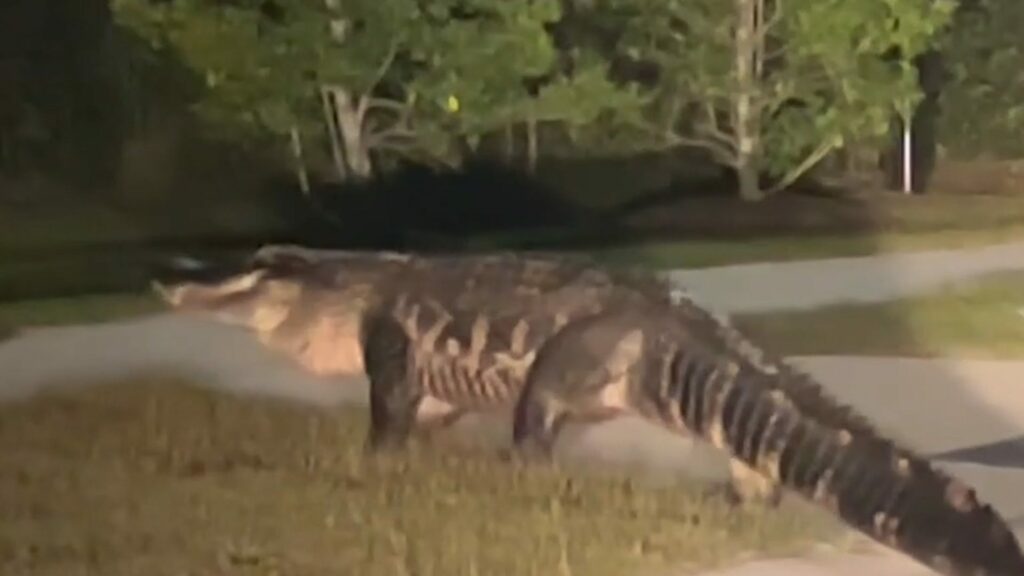 Watch as massive alligator crosses a road in Surf City, North Carolina