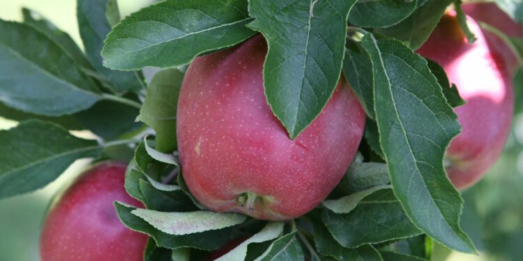 Where is the best place to pick apples in Rhode Island? Vote in poll