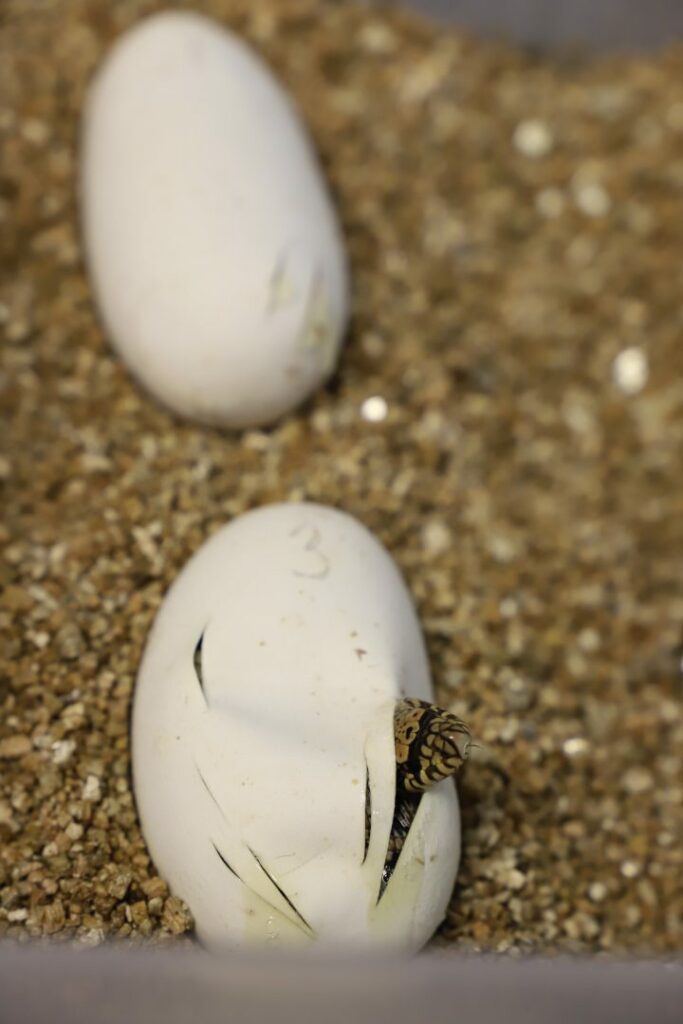 World-first snakelets born from frozen semen to save the species