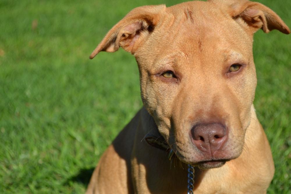 The Incredible Bond Between Maya and Her Owner in the Face of Tragedy